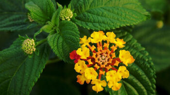 معرفی 20 گل و گیاه باغچه‌ای و تابستانی که منزل شما را زیباتر میکند