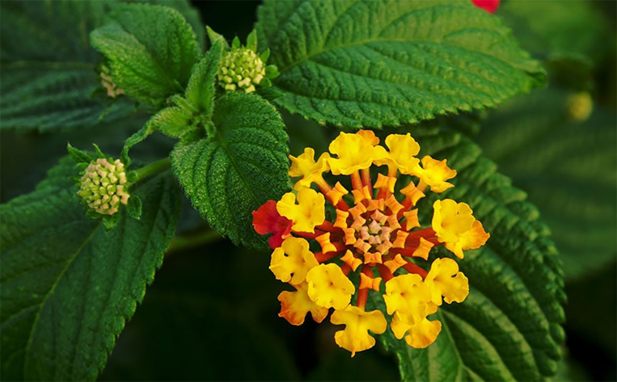 معرفی 20 گل و گیاه باغچه‌ای و تابستانی که منزل شما را زیباتر میکند