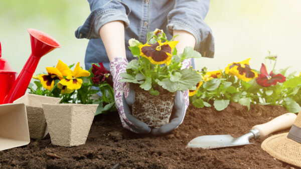 کارهایی که باید برای تقویت خاک گلدان و باغچه انجام داد