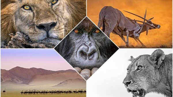 گوریل پشت نقره‌ای متفکر،‌ برگزیده مسابقه عکاسی حیات وحش آفریقایی در سال 2022