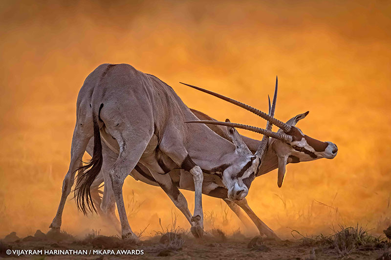 گوریل پشت نقره‌ای متفکر،‌ برگزیده مسابقه عکاسی حیات وحش آفریقایی در سال 2022