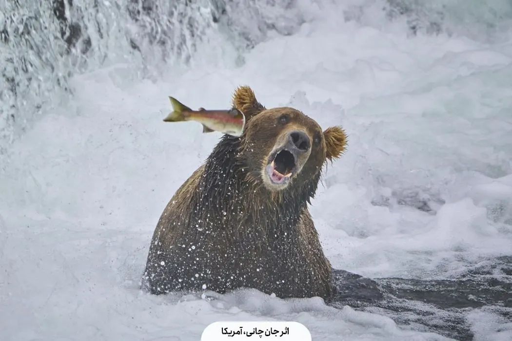 خرس و ماهی