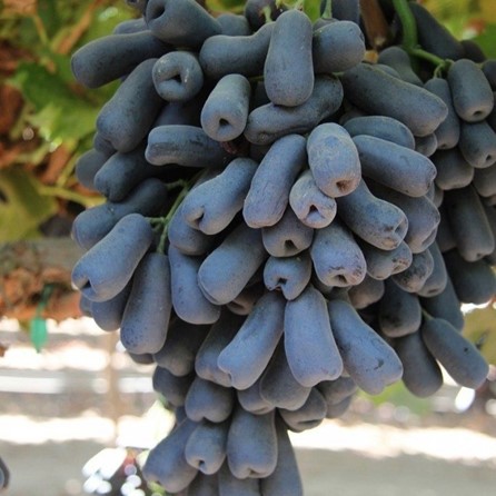 احداث باغ انگور در میان کشاورزان ایرانی
