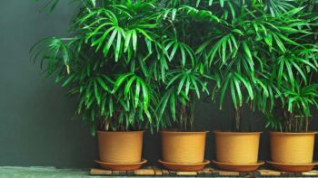 بهترین گیاه آپارتمانی برای تصفیه هوا کدام است؟