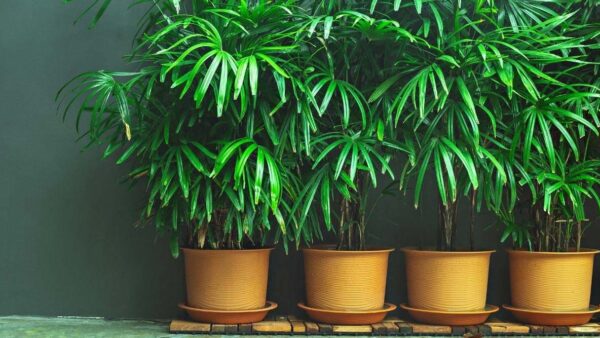 بهترین گیاه آپارتمانی برای تصفیه هوا کدام است؟