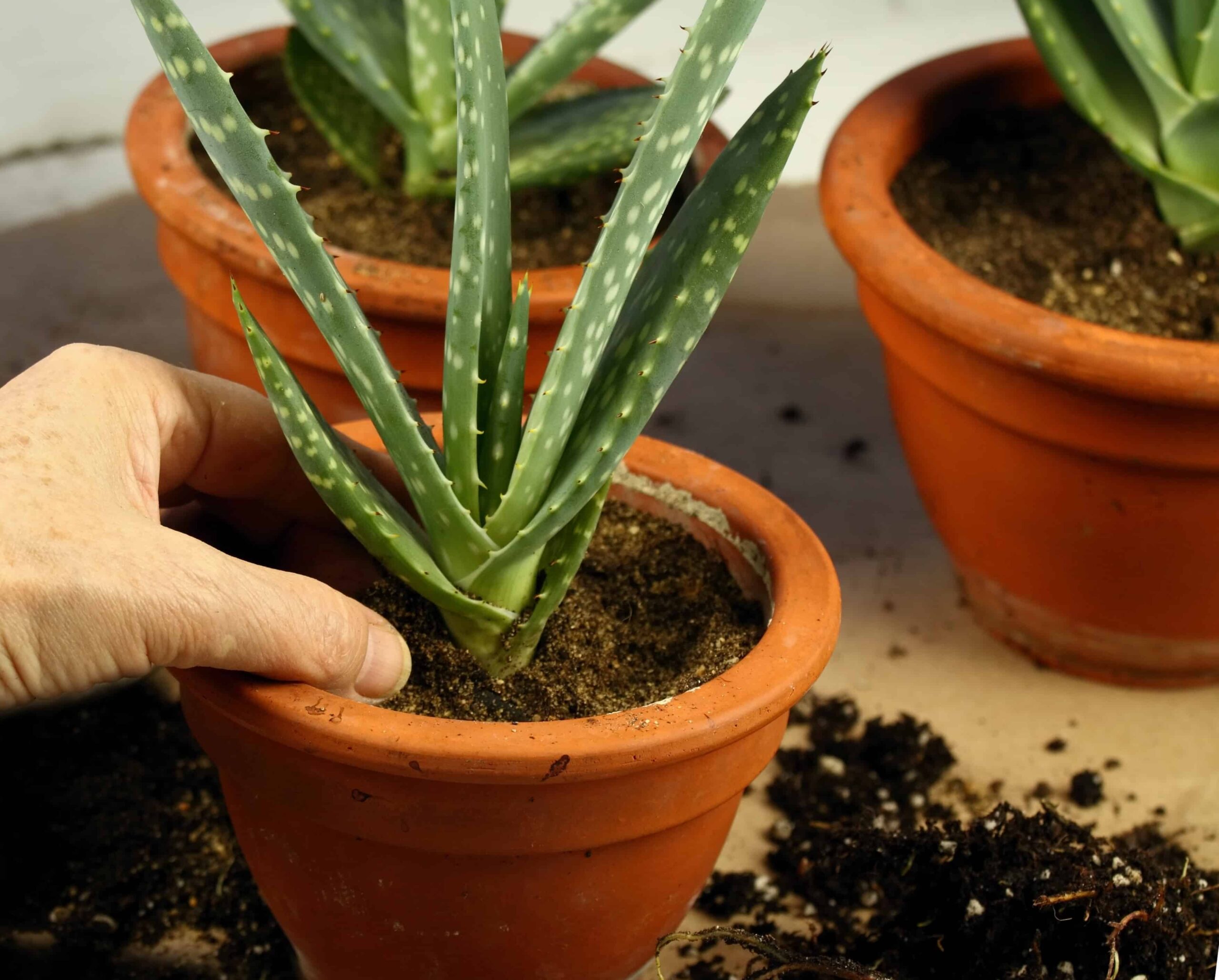 تعویض گلدان Aloe vera