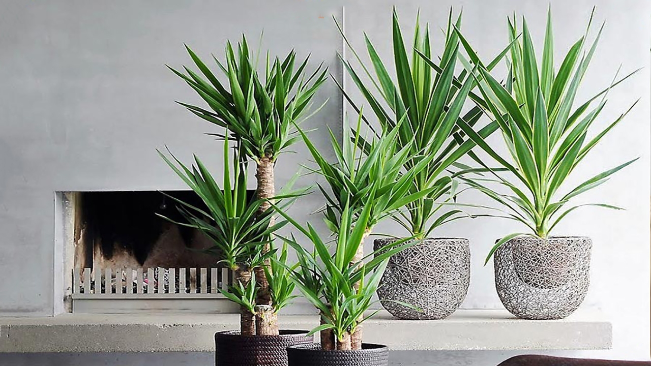گیاه یوکا از گیاهان آپارتمانی مقاوم