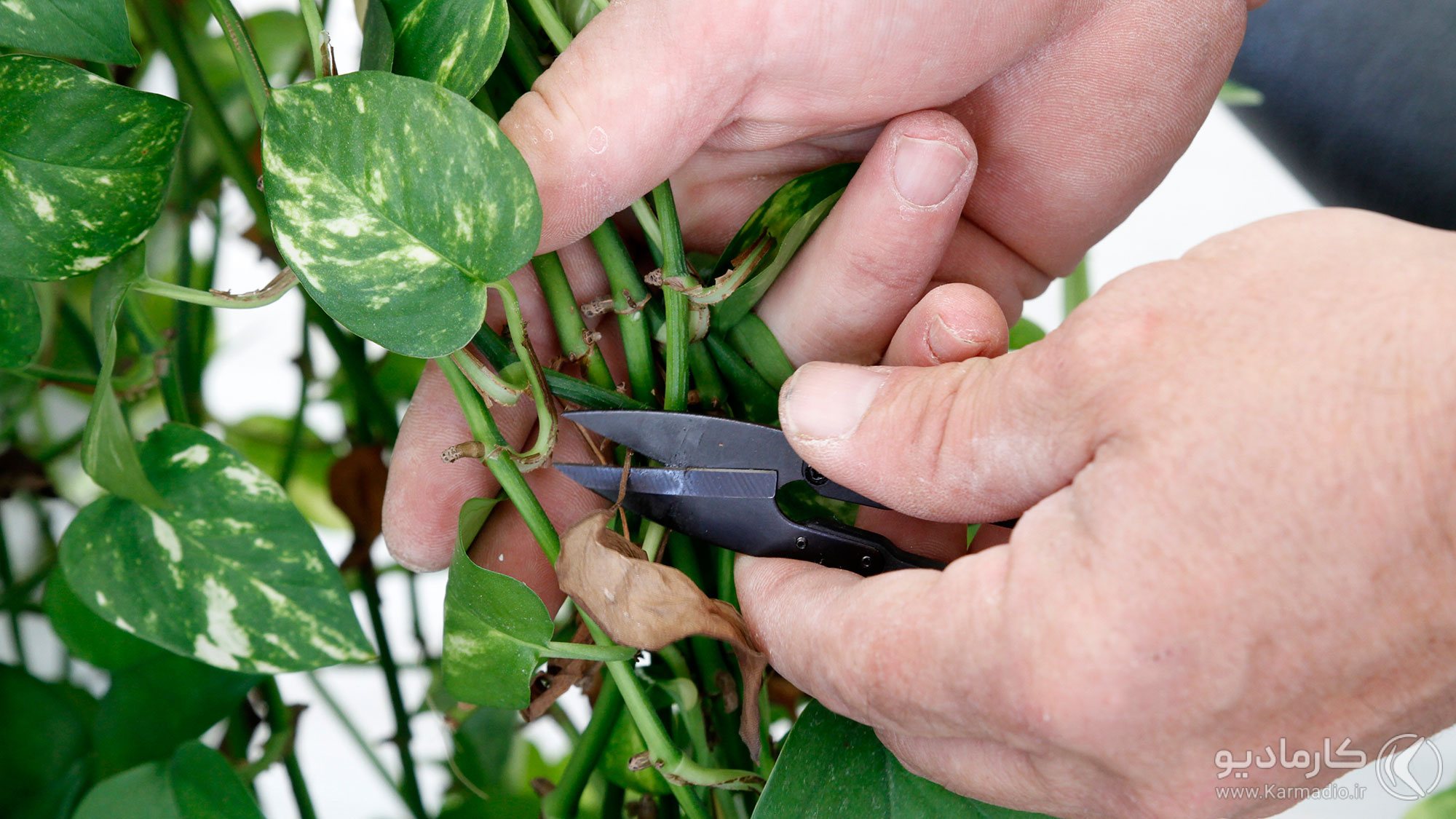 روش صحیح هرس کردن گیاه پتوس