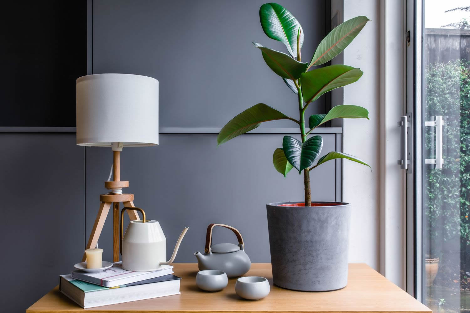گیاه فیکوس از گیاهان آپارتمانی مقاوم و کم نور
