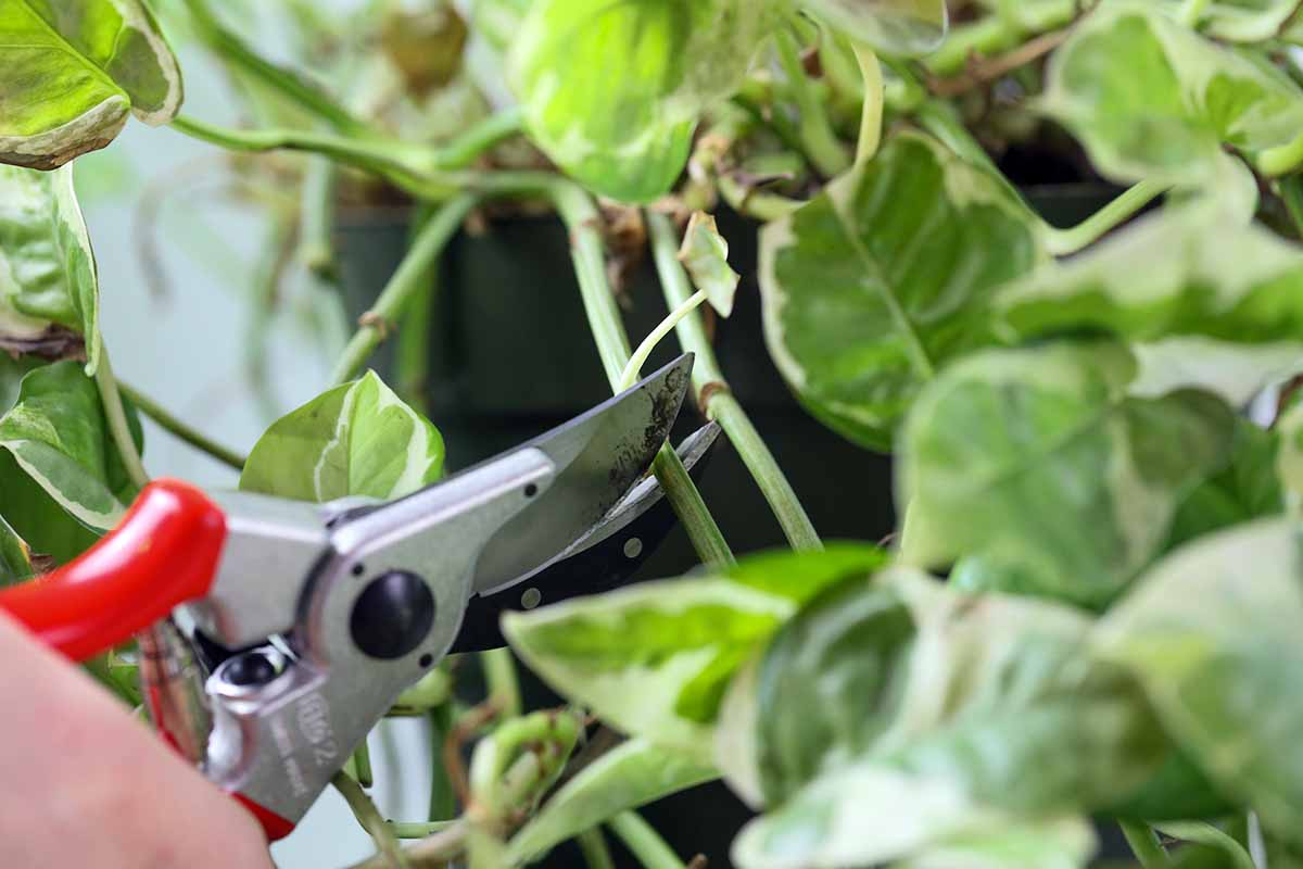 گیاه پتوس را چگونه هرس کنیم؟