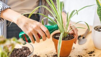 بهترین کود گیاهان آپارتمانی را بشناسید، کدام کود برای رشد گیاه مناسب است؟
