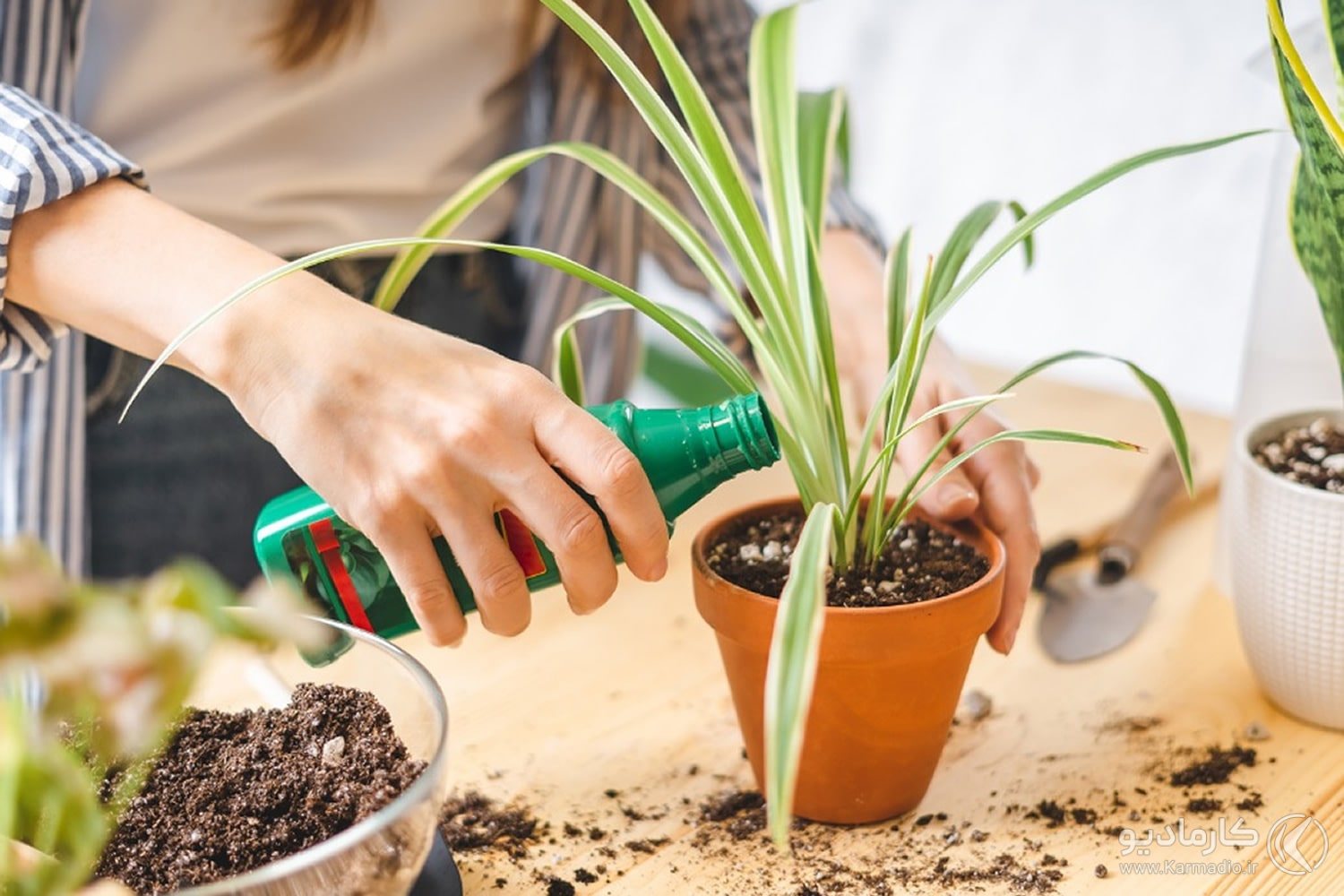 بهترین کود گیاهان آپارتمانی را بشناسید، کدام کود برای رشد گیاه مناسب است؟