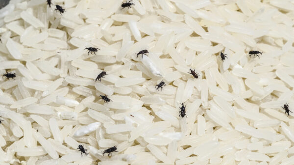 چطور از برنج در آپارتمان نگهداری کنیم تا حشره و آفت نزند؟