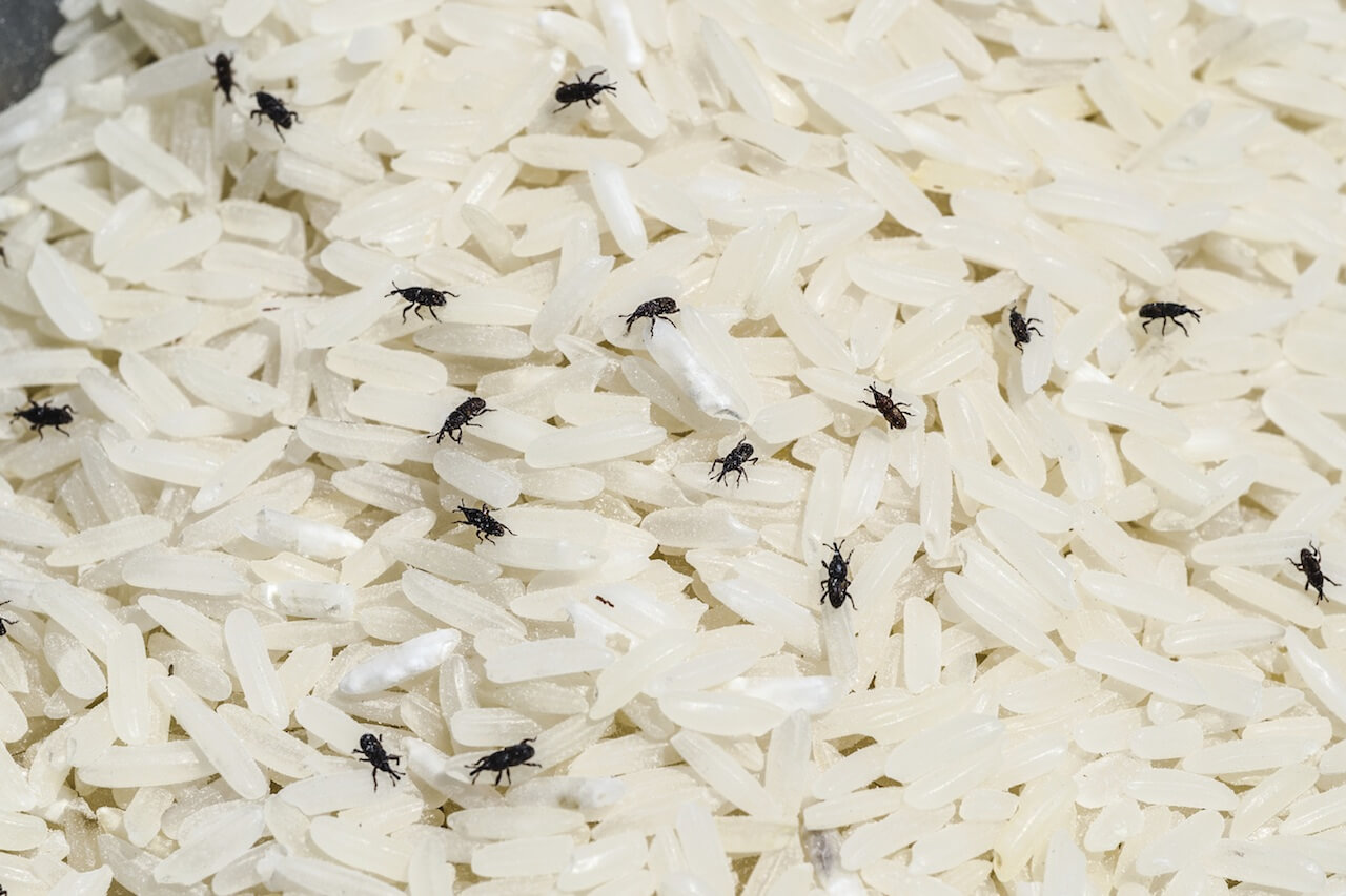 چطور از برنج در آپارتمان نگهداری کنیم تا حشره و آفت نزند؟