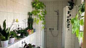 گیاه مخصوص دستشویی و حمام