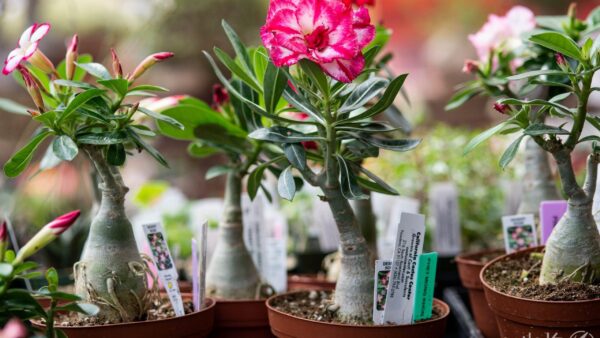 روش نگهداری گل آدنیوم (یا رز صحرایی) در آپارتمان