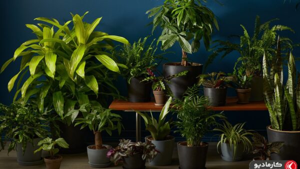 10 گیاه زیبا برای خانه های کم نور و آپارتمان شما