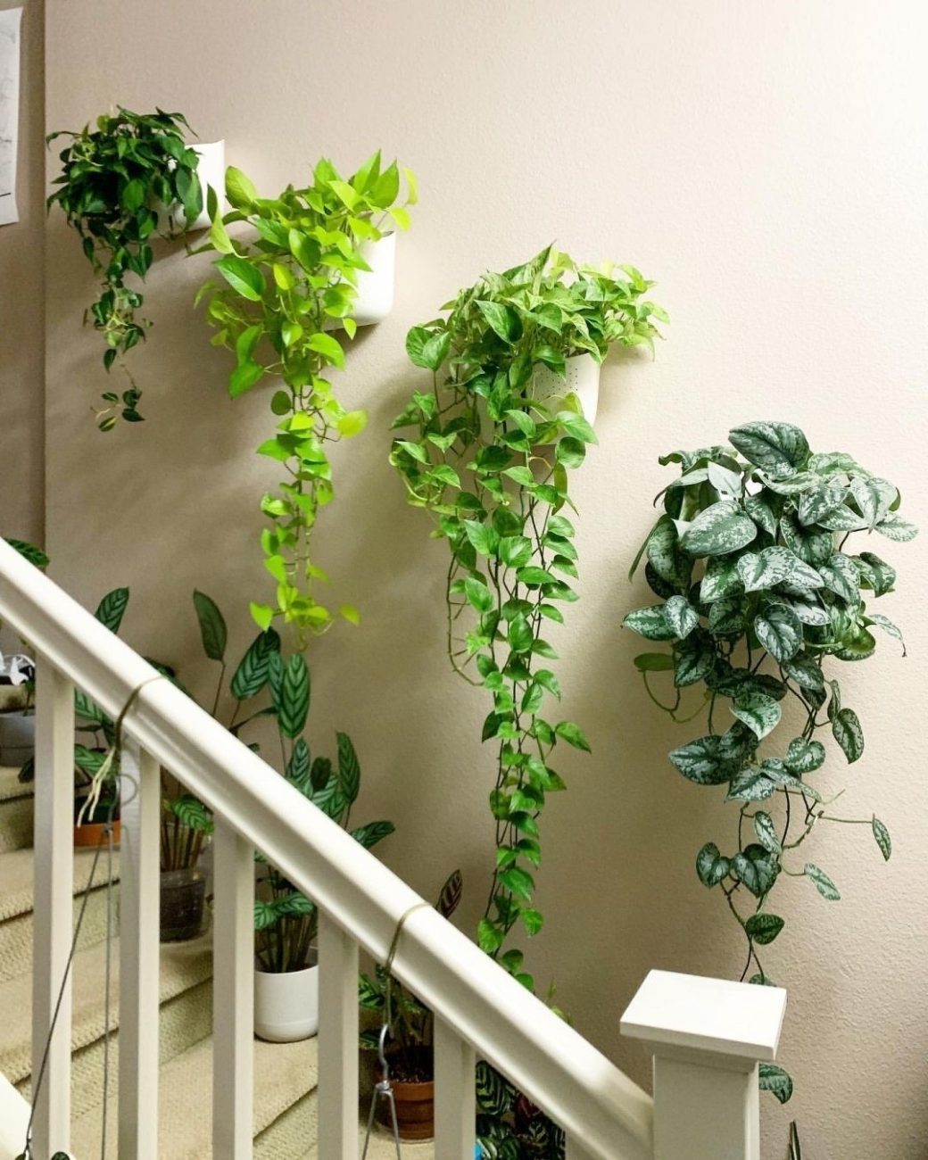 استفاده از فضای پله برای چیدمان گیاهان