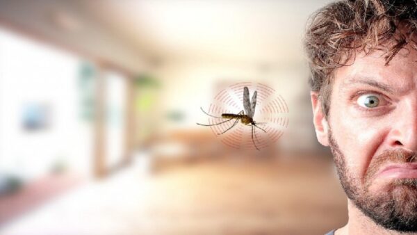 10 ترفند از بین بردن پشه و حشرات موزی در منزل