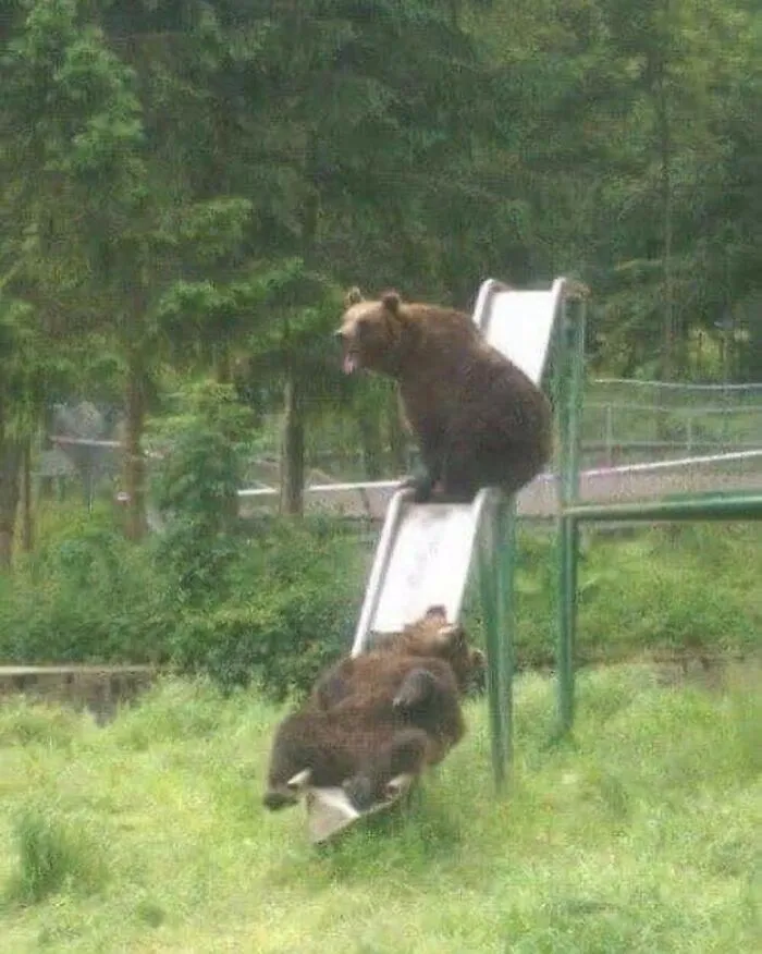 خرس روی سرسره