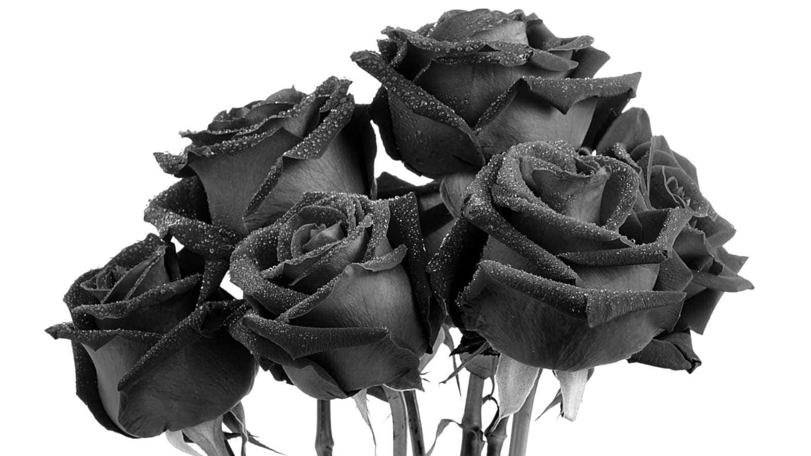 17 نوع گل زیبا و جذاب به رنگ سیاه (مشکی)
