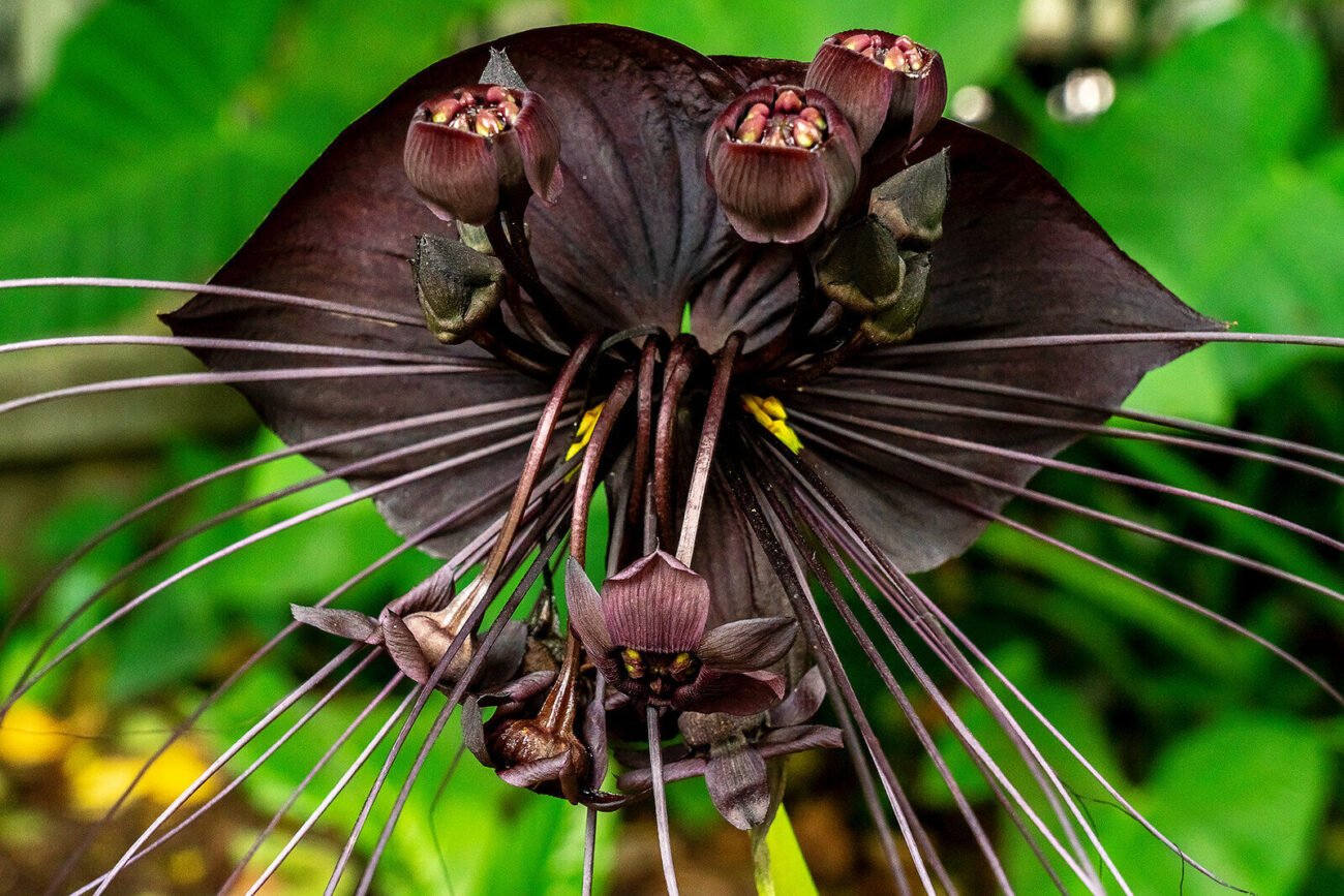 گل سیاه تکیه‌دار Black Bat Flower