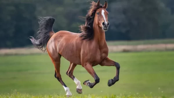 همه چیز درباره اسب که نمی دانستید / نژاد اسب و خصوصیات اسب