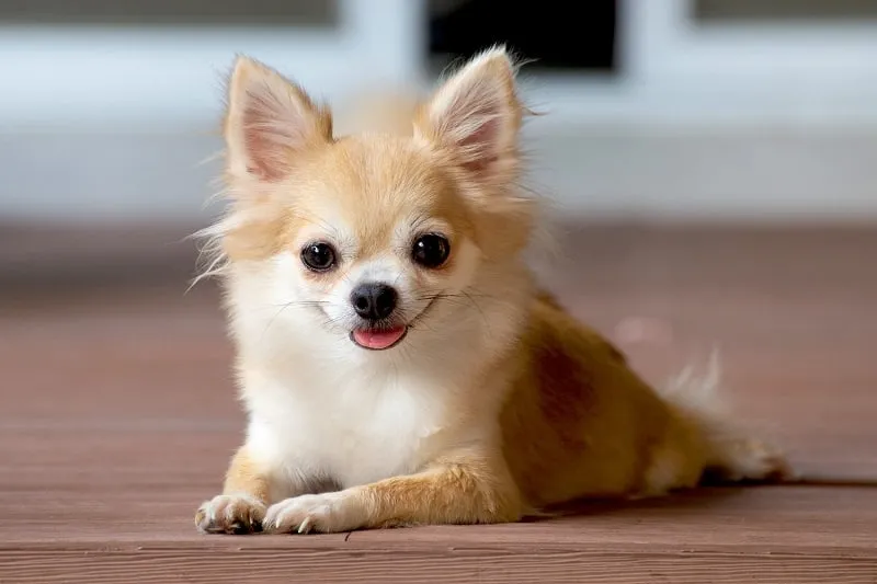 سگ شیواوا کوچک ترین سگ دنیا