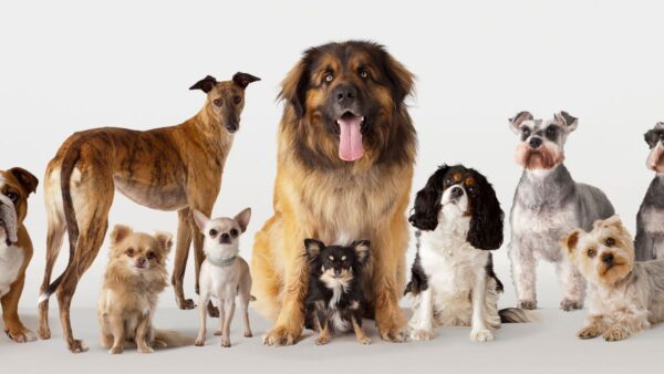 عکس و مشخصات 10 نژاد سگ محبوب و پرطرفدار در دنیا