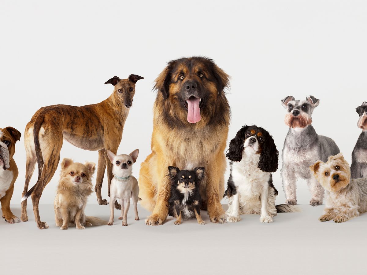 عکس و مشخصات 10 نژاد سگ محبوب و پرطرفدار در دنیا