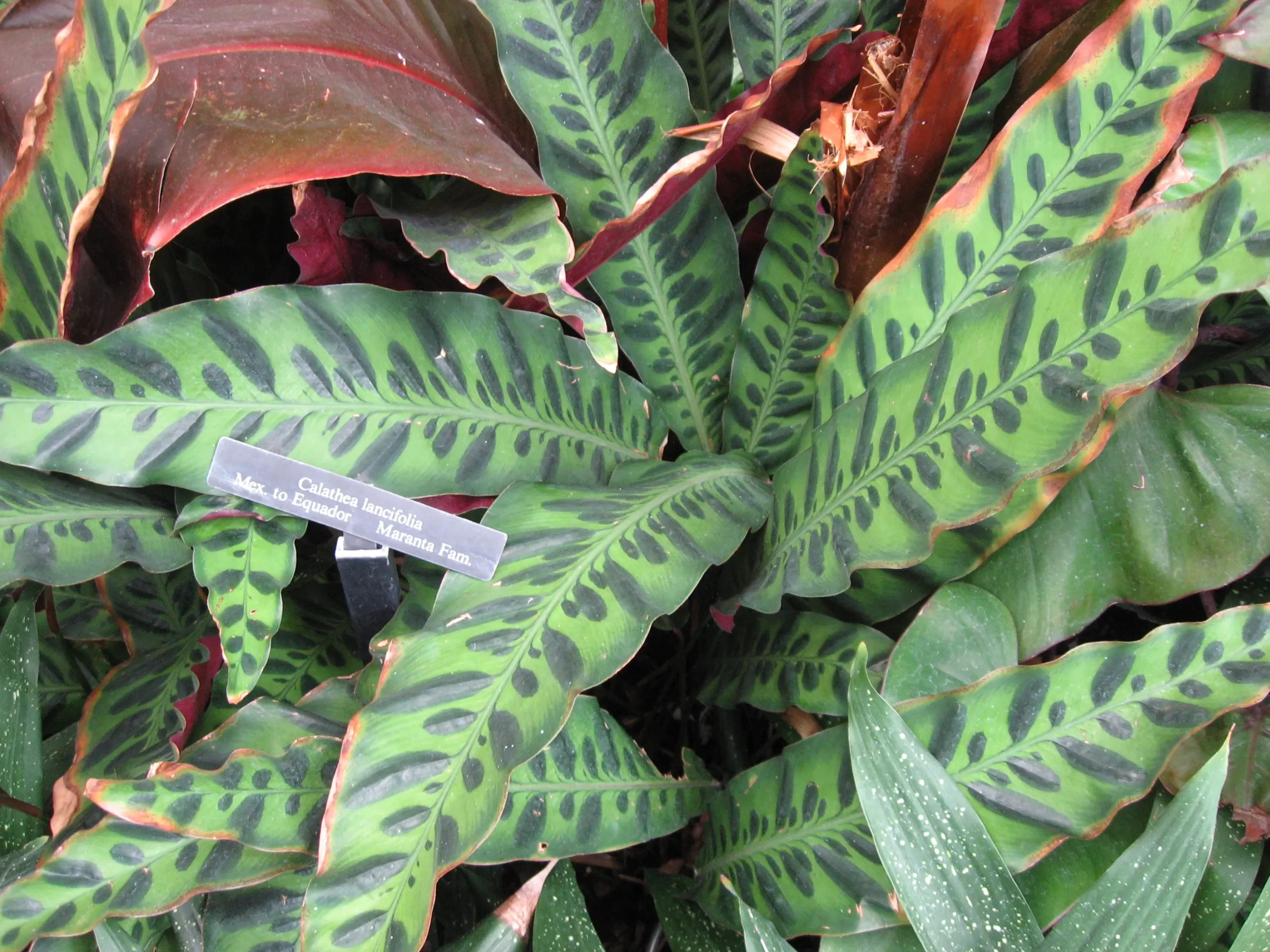 Calathea Lancifolia (کالاتیا لنسیفولیا):