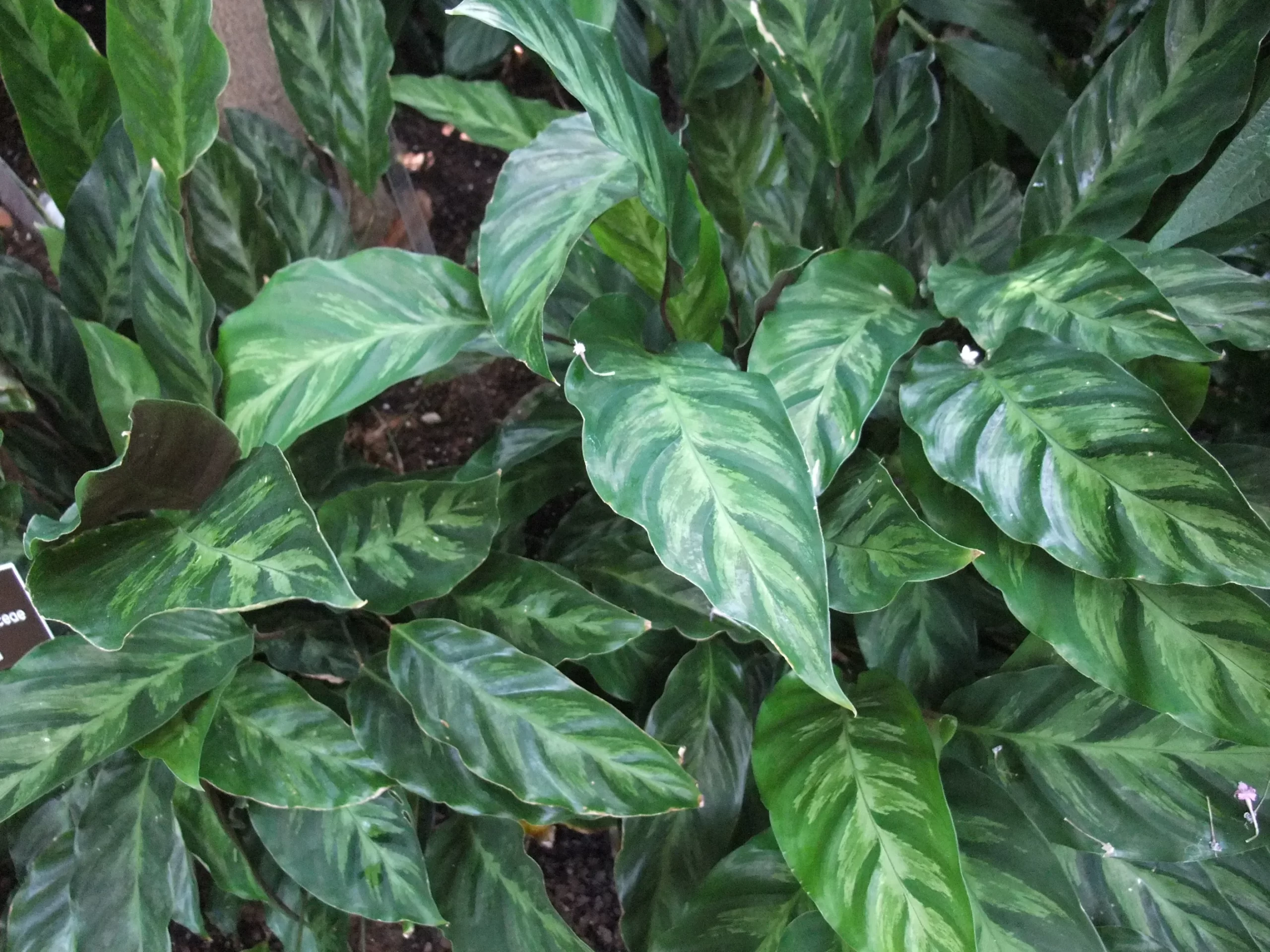 Calathea Louisae (کالاتیا لوئیزا):