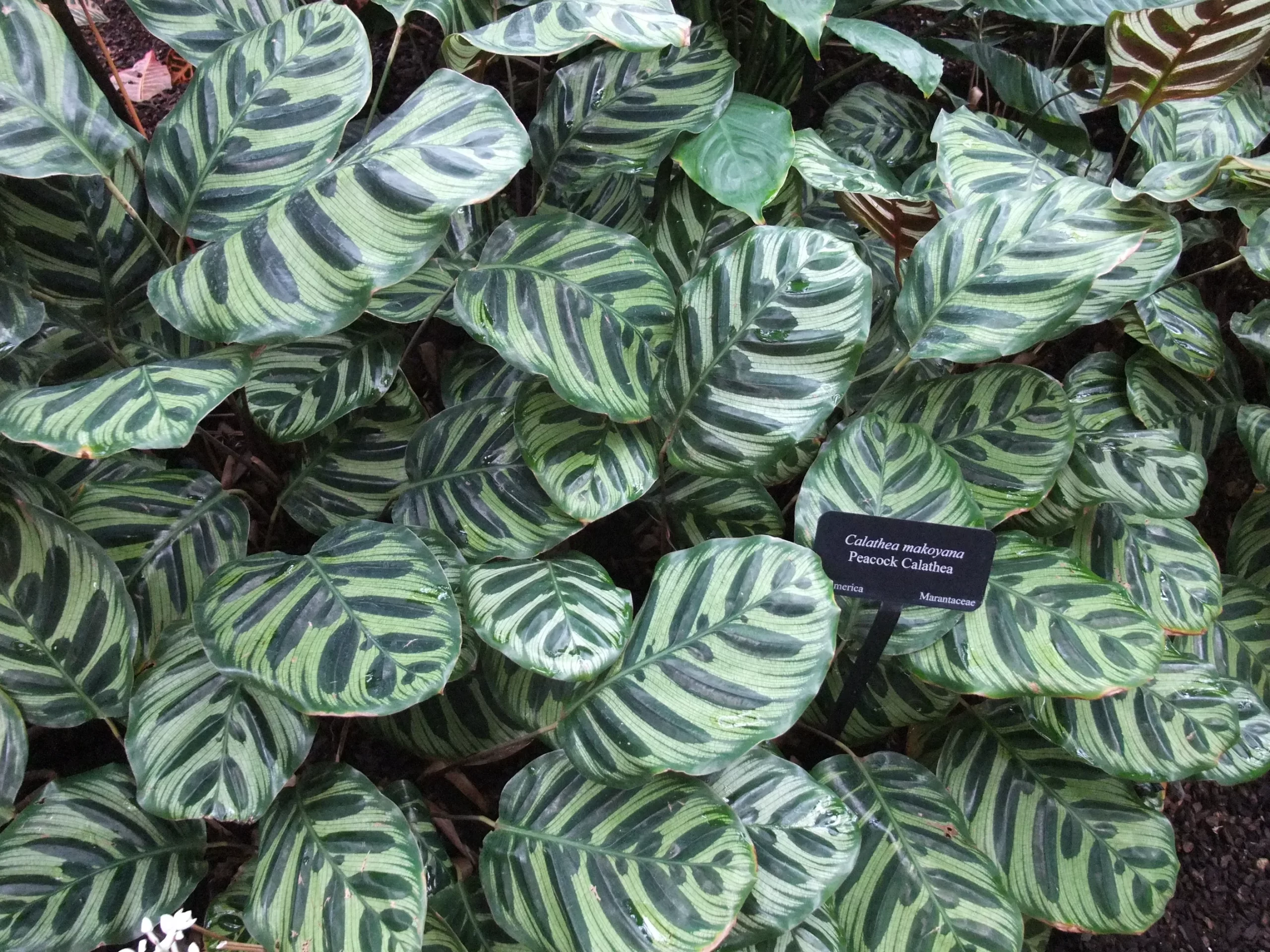 Calathea Makoyana (کالاتیا ماکویانا):