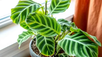 نکات طلایی مراقبت از گیاهان کالاتیا (Calathea) در خانه