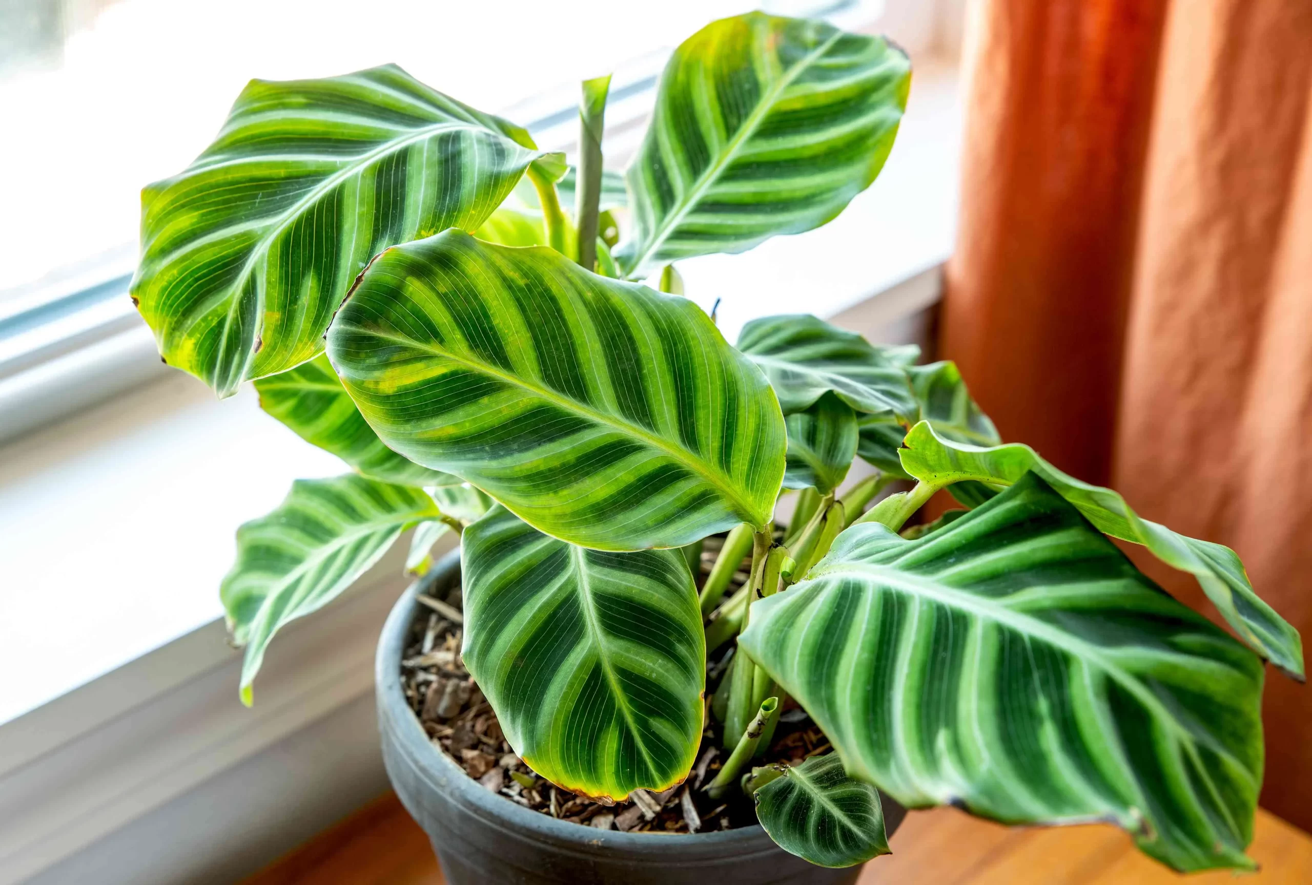 نکات طلایی مراقبت از گیاهان کالاتیا (Calathea) در خانه