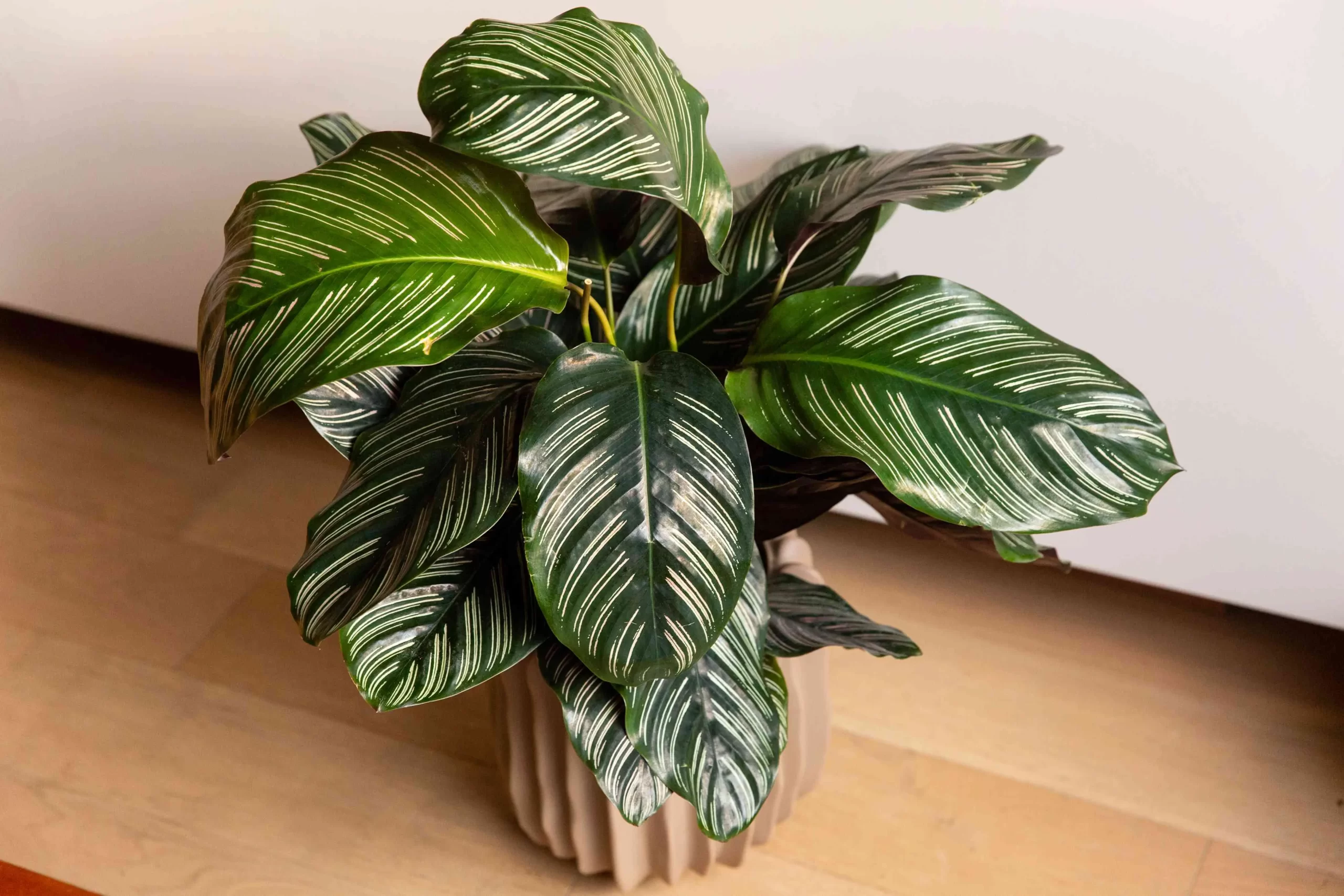 Pin Stripe Calathea Ornata (کالاتیا اورناتا سنجاق نواری):