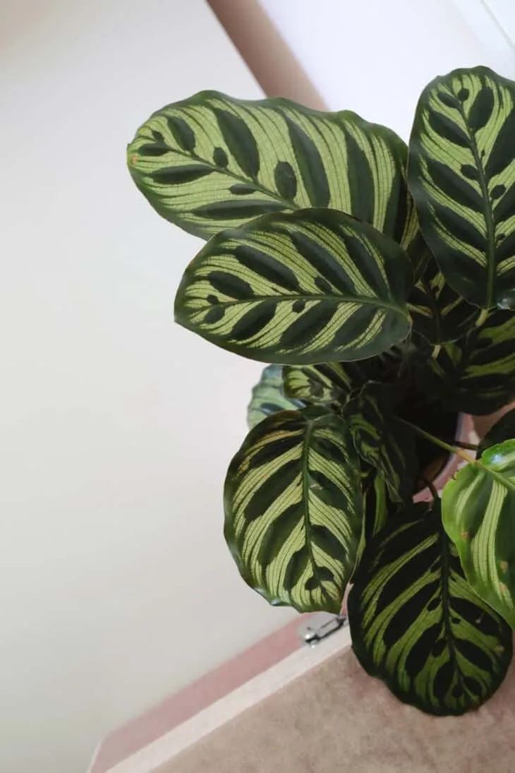 انواع محبوب گیاهان Calathea