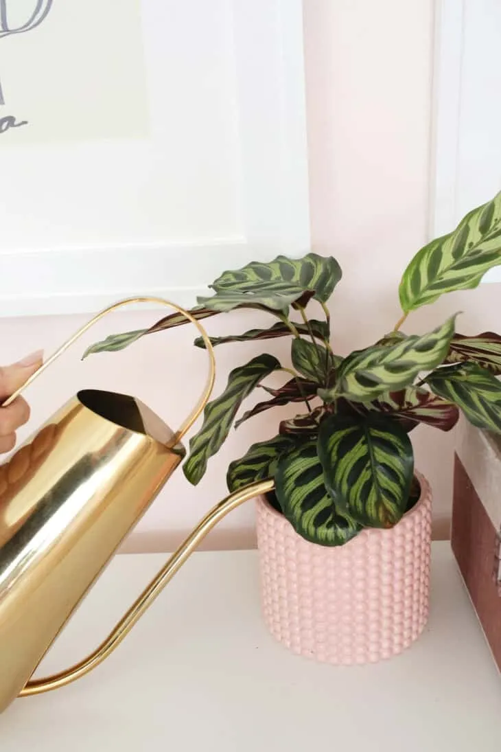 رطوبت و دما برای گیاهان Calathea