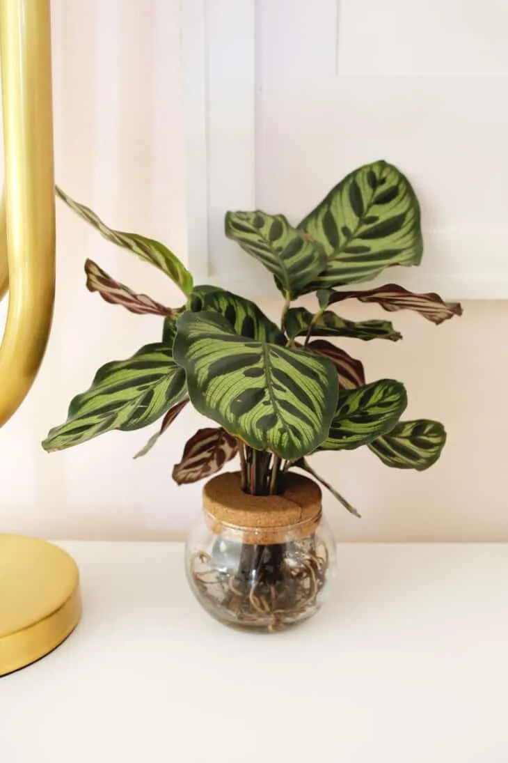 بهترین خاک برای گیاهان Calathea چیست؟