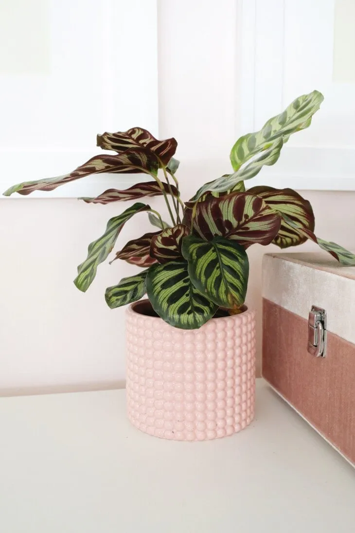 مشکلات رایج مراقبت از گیاه کالاتیا (Calathea)