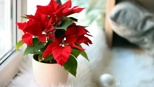 صفر تا صد معرفی و نگه داری گیاه بنت قنسول (Poinsettia)