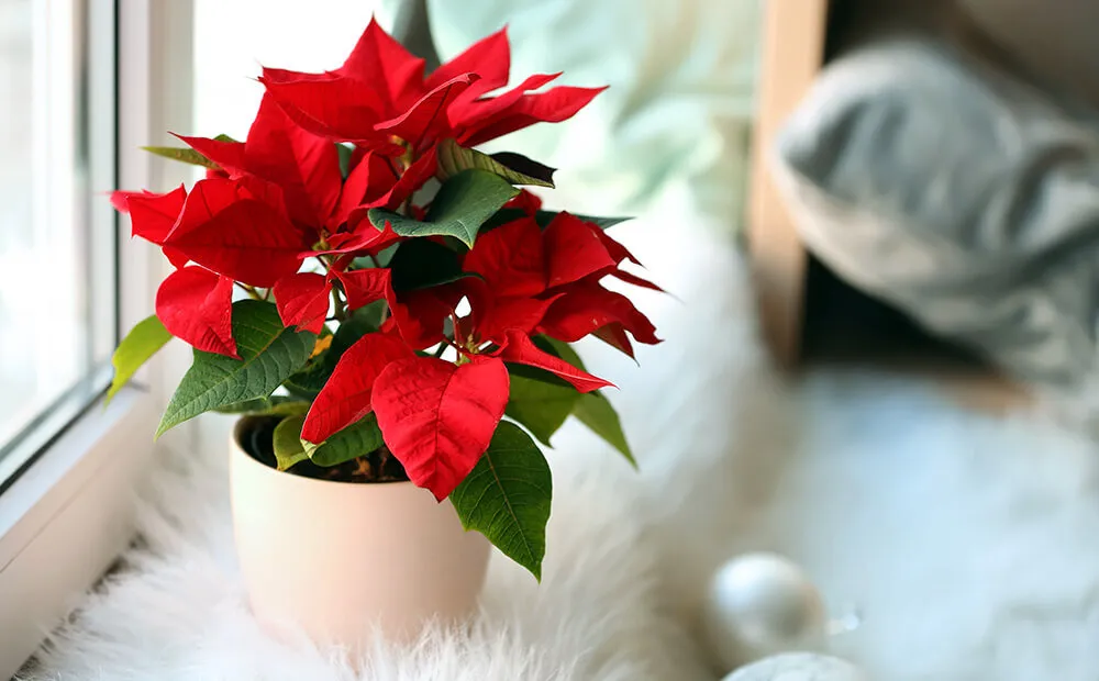 صفر تا صد معرفی و نگه داری گیاه بنت قنسول (Poinsettia)