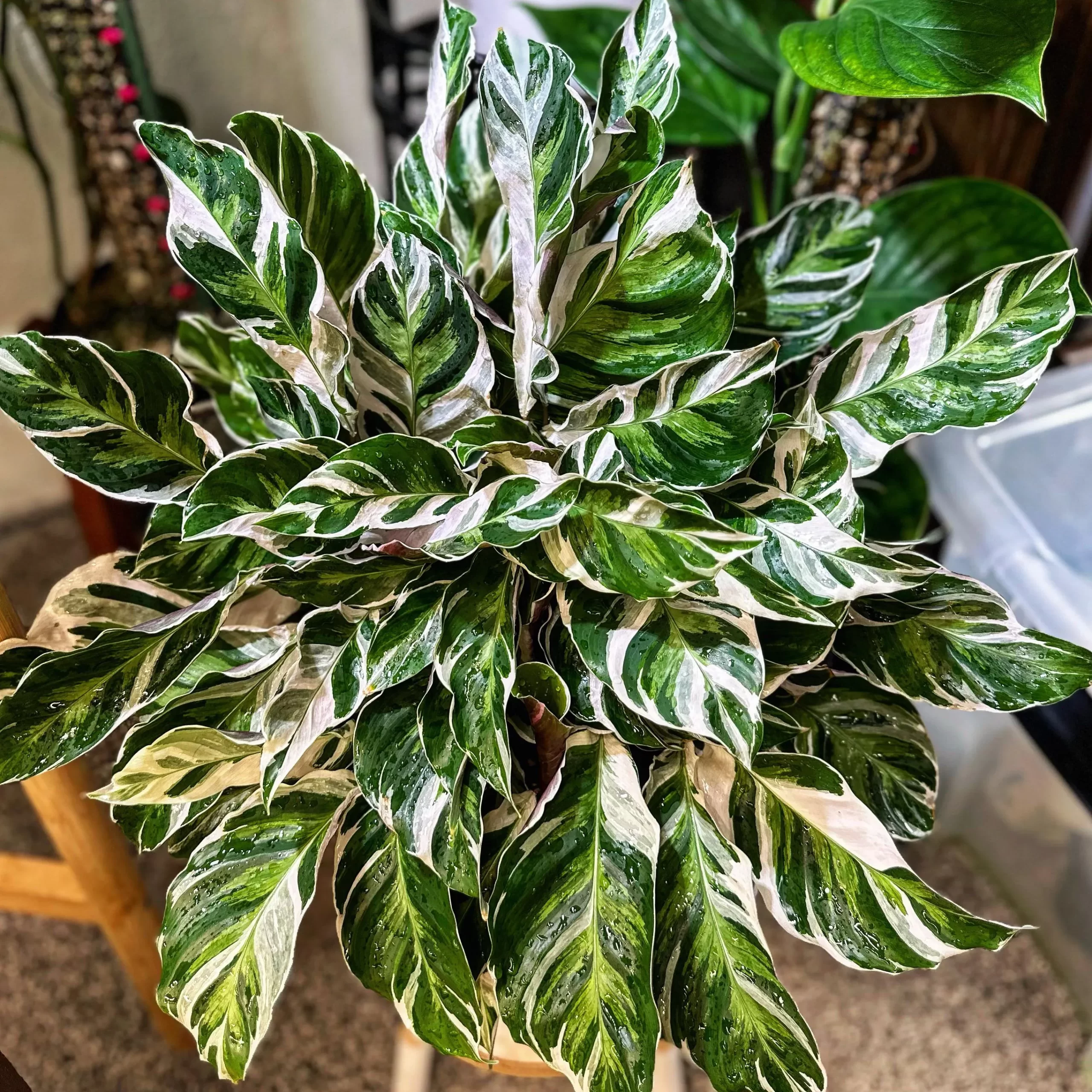 Calathea White Fusion (کالاتیا فیوژن سفید):