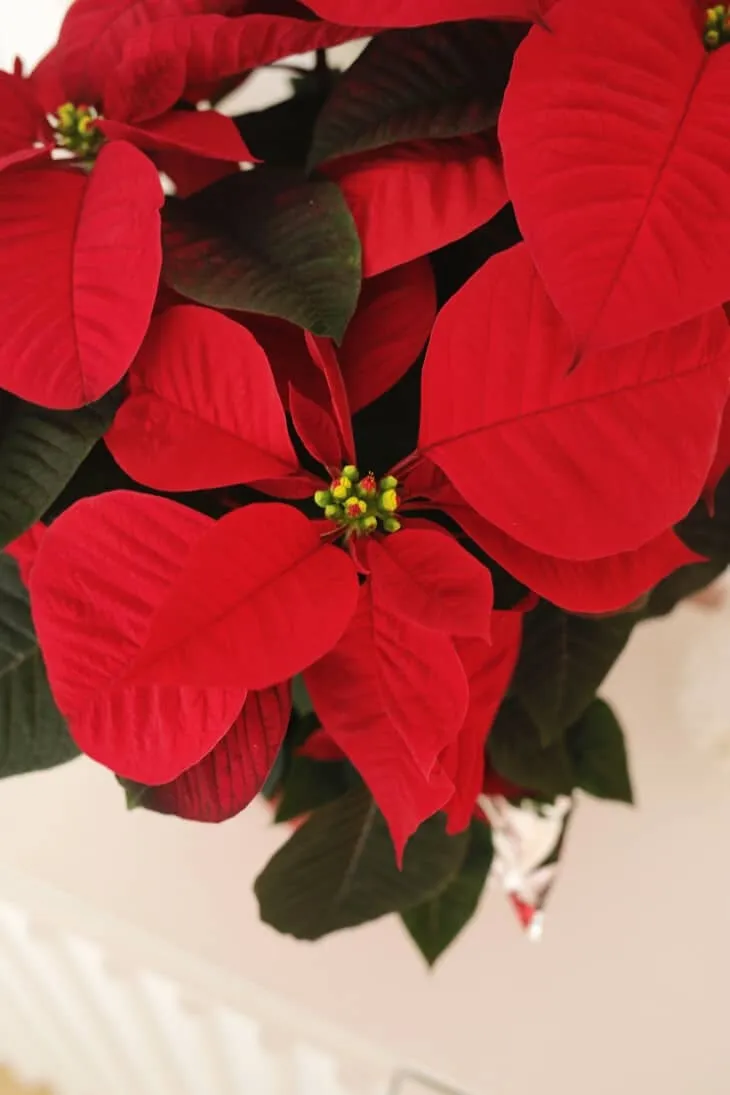 صفر تا صد معرفی و نگه داری گیاه بنت قنسول (Poinsettia)-کارمادیو