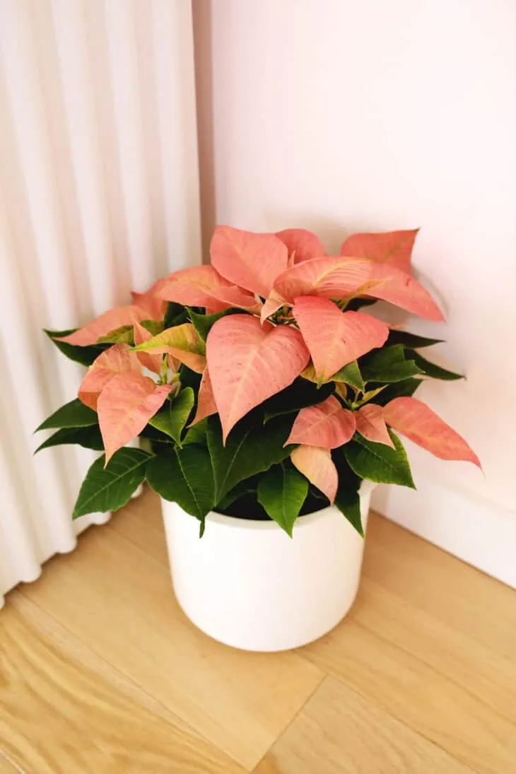 صفر تا صد معرفی و نگه داری گیاه بنت قنسول (Poinsettia)-کارمادیو