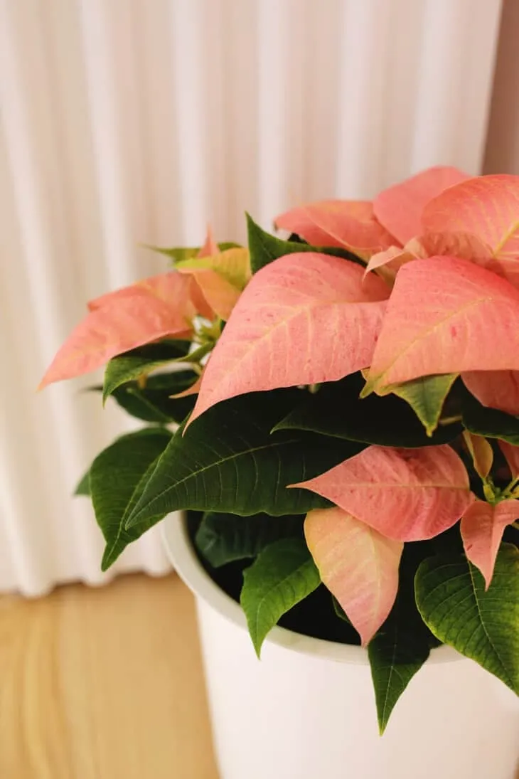 صفر تا صد معرفی و نگه داری گیاه بنت قنسول (Poinsettia)