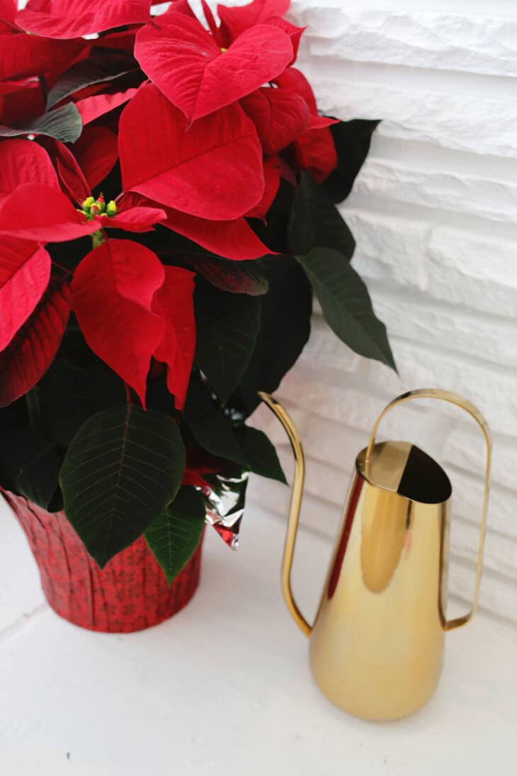 صفر تا صد معرفی و نگه داری گیاه بنت قنسول (Poinsettia)