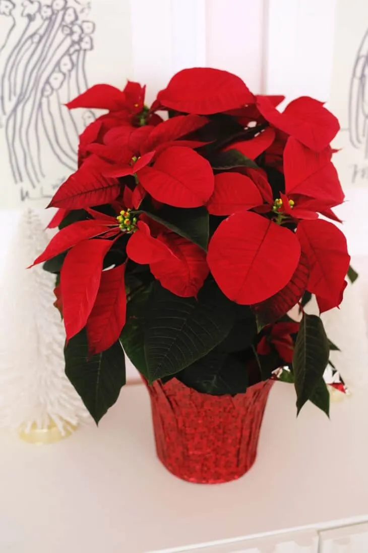 صفر تا صد معرفی و نگه داری گیاه بنت قنسول (Poinsettia)-کارمادیو