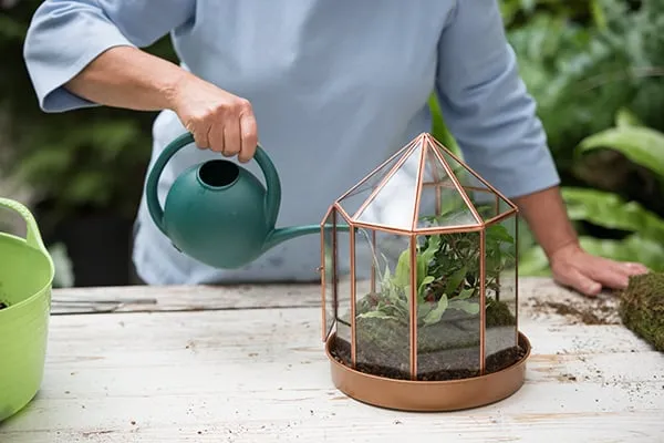 Watering all types of terrariums