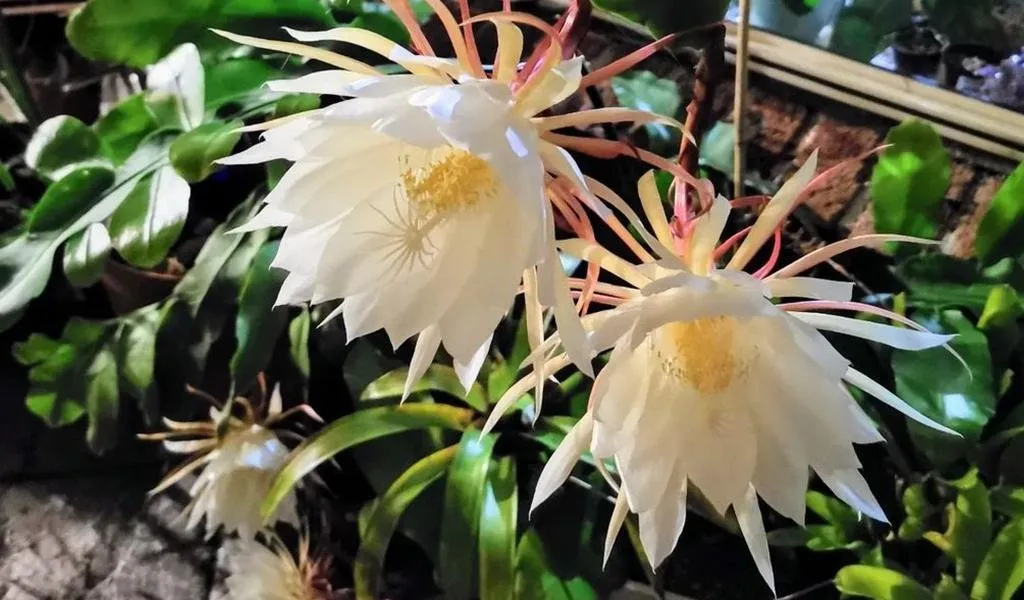 Epiphyllum Oxypetalum